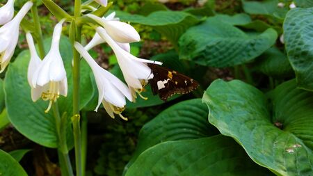 Black Yellow Swallowtail Butterfly on White Flowers with Leaves in Backgroundの写真素材
