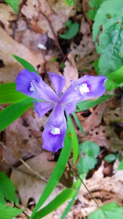 Purple Dwarf Crested Iris Wild Flower with White in Petals and Green Grassの写真素材