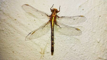 Dragonfly on White Textured Backgroundの写真素材