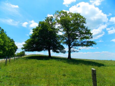 Kissing Trees on Blue Ridge Parkway in the Appalachian Mountains Blue Ridge Mountainsの写真素材