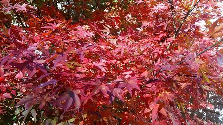 Red Japanese Maple Leaves Treeの写真素材