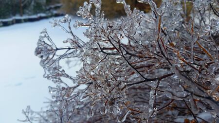 Ice Covered Bushes Frozen Winter Cold Frost Snow in Backgroundの写真素材