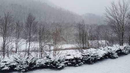 Snow Covered Mountains and Road with Bushesの写真素材