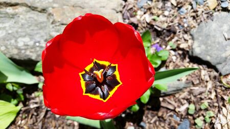 Red and Yellow Tulip Flower with Rock Backgroundの写真素材
