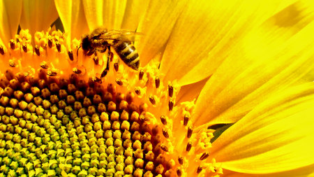 Honey bee collects pollen in the yellow sunflower. Horizontal