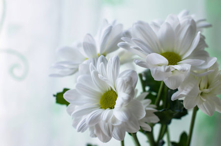Bouquet of beautiful white chrysanthemums. Close upの写真素材