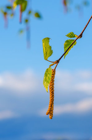 Spring blossoms tree birch with young green leaves.の写真素材