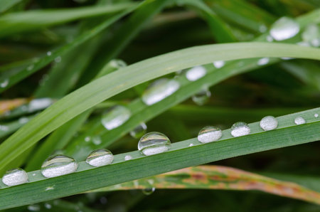 Fresh morning dew on spring grass, close up macro view.の写真素材