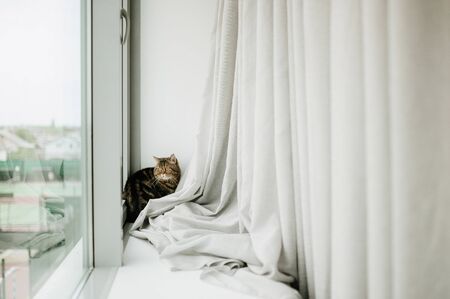 A brown cat sits on the window on a clear sunny day. The cat sits on the windowsillの写真素材