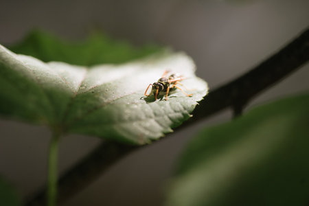 Insect sitting on a green leaf close-up, macro
