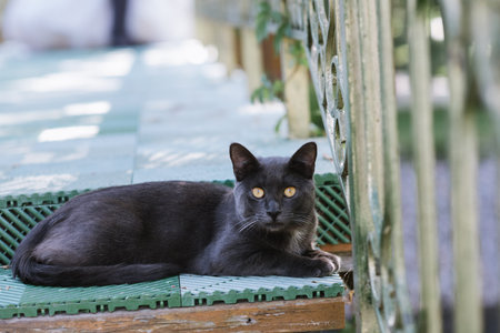 Black cat with short hair sitting close up at the photoの写真素材
