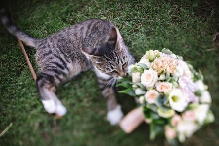 The cat lies on the grass with a bouquet of flowers close upの写真素材