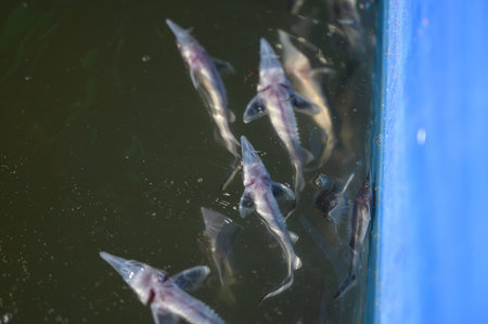 Sturgeon fry.Fish farm for breeding sturgeon..Fish breeding concept