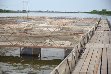 Fish farm for breeding sturgeon.Outdoors farm for industrial breeding sturgeon fish.Fish breeding conceptの写真素材
