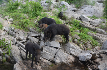 Wild boars are on the isle at Srinakarin dam, Kanchanaburi province, Thailandの写真素材