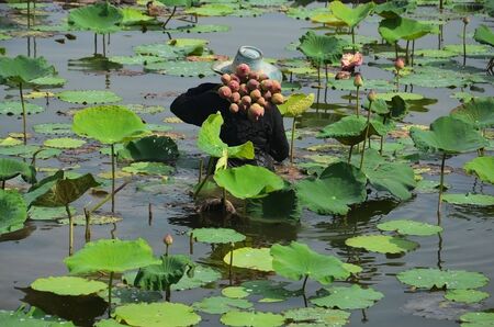 lotus in water.の写真素材