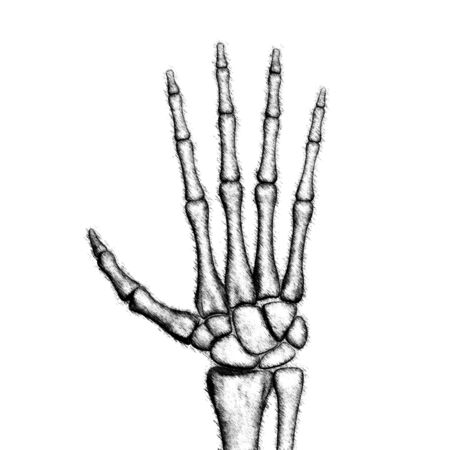 The drawn skeletal hand. Illustration.の写真素材