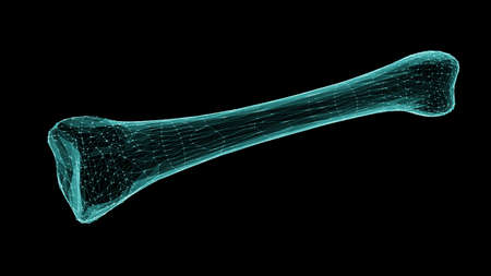 3D wireframe of a human bone isolated on black background. 3D illustration.の写真素材