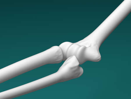 The skeletal elbow. 3D Illustration.の写真素材
