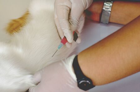 Students Veterinary will give white cat an injection rabies vaccine on white tableの写真素材