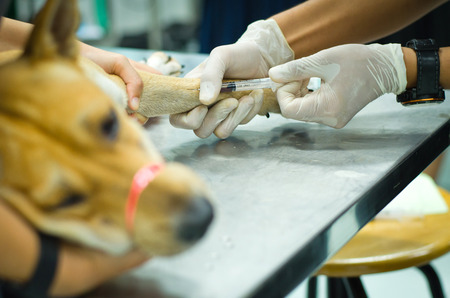 Hand's Veterinarian or student wear latex gloves using syringe an injection to leg brown dog, foreground blurred dog feeling sick and  line on tied mouthの写真素材