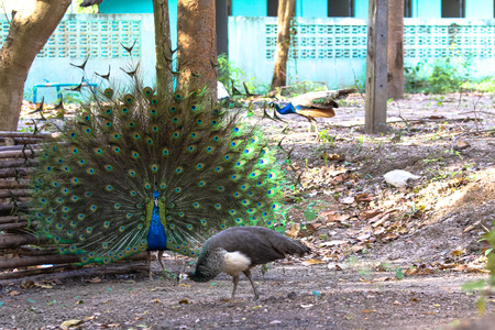 A peacock spreading its gorgeous tail made fun of peahen.の写真素材
