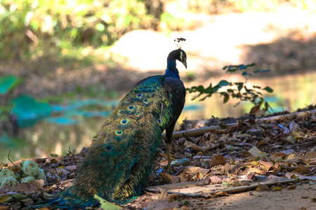 Male peafowl is walking to find food.の写真素材