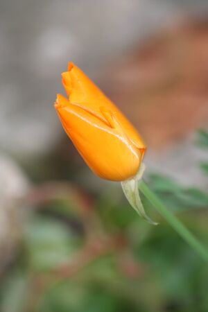Orange Tulipの写真素材