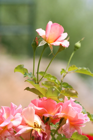 Rosary composed by Nature Nagymaros, Hungaryの写真素材