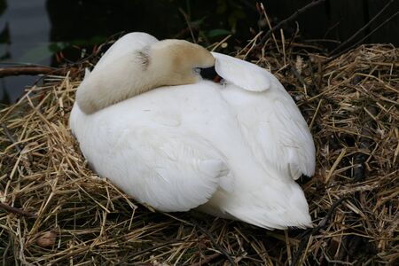 Nesting swan in Hallstatt, Austriaの写真素材