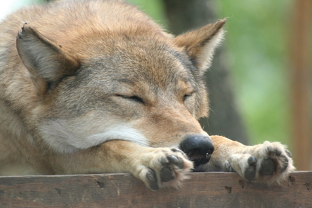 Sleepy Bear Farm wolf Veresegyhaz, Hungaryの写真素材