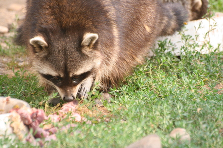 Feeding racoonの写真素材