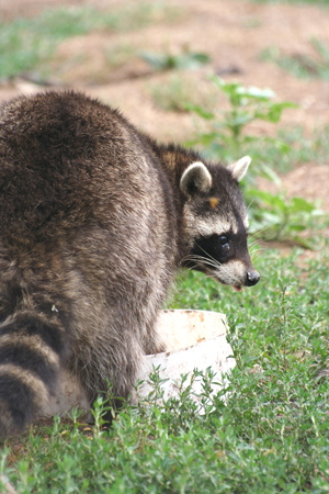 Racoon looks back Veresegyhaz Bear Farm, Hungaryの写真素材