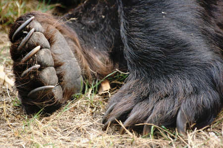 Bear Bear Farm's feet Veresegyhaz, Hungaryの写真素材