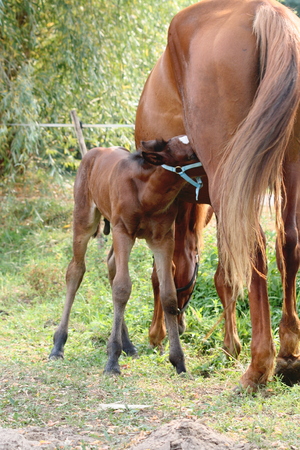 Horse suckling her foalの写真素材