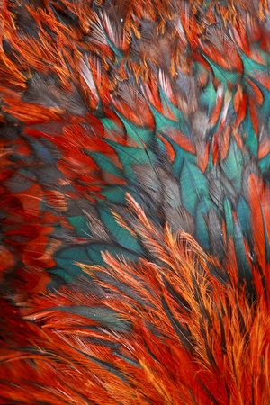 Bright brown feather group of some bird Bright brown feather group of some bird