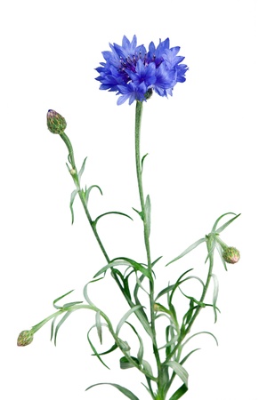 blue flower isolated on white background. Close-up. Studio photography.の写真素材