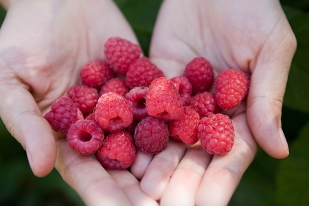 Raspberries in handsの写真素材