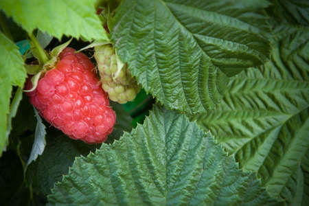 Ripe raspberry on the branchの写真素材