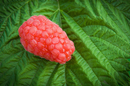 Ripe raspberry on the branch