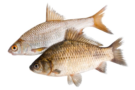 Two raw fishes isolated on a white backgroundの写真素材