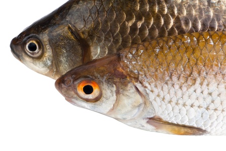 Two raw fishes close up isolated on a white backgroundの写真素材