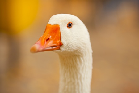 Portrait of gooseの写真素材