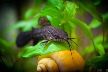 Hoplosternum thoracatum and snail in aquariumの写真素材
