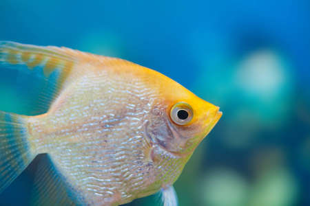 Angelfish (Pterophyllum scalare) in the fish tankの写真素材