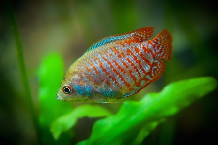 Aquarian small multicolor fishes  Colisa lalia  lalius の写真素材