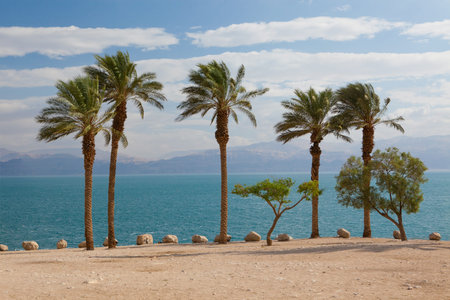 picturesque palm trees and bright red beach canopies on a beach of the Dead Sea 