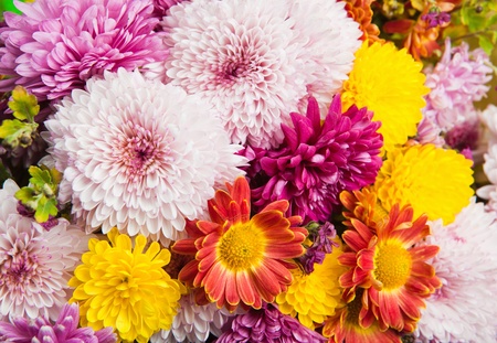 Colorful chrysanthemum and daisy flowersの写真素材