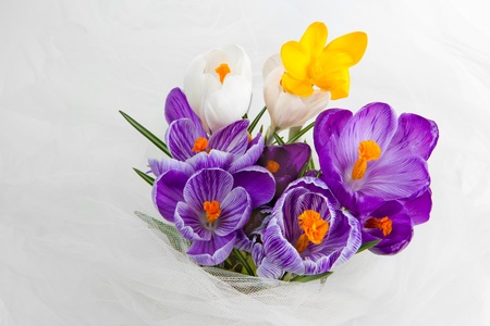 Crocus close up on white backgroundの写真素材