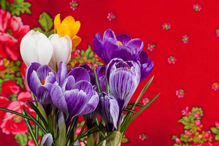 Crocus close up on red backgroundの写真素材